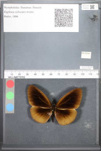 Media type: image;   Entomology 89623